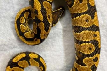 Pythons kaufen und verkaufen Photo: Yellowbelly males and females 
