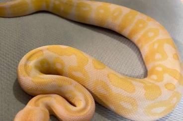 Schlangen kaufen und verkaufen Foto: 1.0 Albino CB2020 python regius 