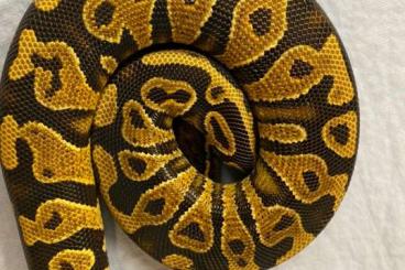 Pythons kaufen und verkaufen Photo: Yellowbelly males and females in larger number