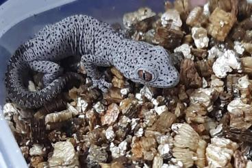 Geckos kaufen und verkaufen Photo: Goldschwanzdrüsengecko, Strophurus taenicauda, Jungtiere abzugeben