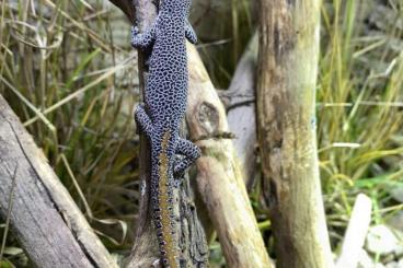 Lizards kaufen und verkaufen Photo: Stropurus taenicauda for Hamm