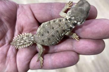 Agama kaufen und verkaufen Photo: Offer / Biete Uromastyx princeps Nachzuchten