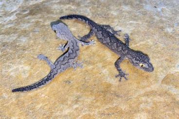 Lizards kaufen und verkaufen Photo: Biete Strophurus spinigerus