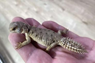 Agamen kaufen und verkaufen Foto: Offer / Biete Uromastyx princeps Nachzuchten