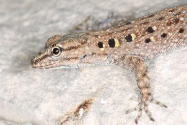 Lizards kaufen und verkaufen Photo: CB 2024 Quedenfeldtia moerens for / für Hamm 08.03.2025