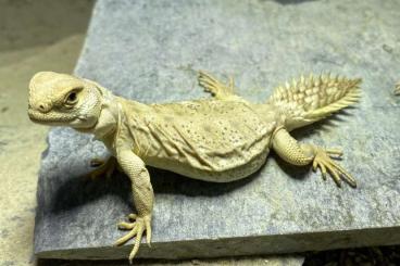 Agama kaufen und verkaufen Photo: NZ / CB 2024 Uromastyx princeps ---- SOLD!!!!!