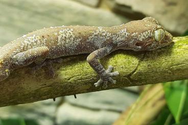 Lizards kaufen und verkaufen Photo: 1,1 Strophurus ciliaris  / last offer for Hamm 08.03.2025