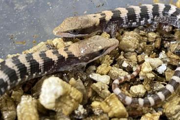 Echsen kaufen und verkaufen Foto: Gerrhonotus NZ abzugeben Echsen kaufen und verkaufen Foto: Gerrhonotus NZ abzugeben