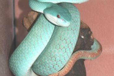 Giftschlangen kaufen und verkaufen Foto: Trimeresurus insularis, Insel-Lanzenotter