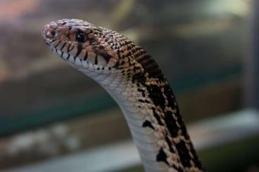 Colubrids kaufen und verkaufen Photo: Bullennattern, Pituophis catenifer sayi