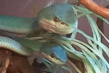 Giftschlangen kaufen und verkaufen Foto: Trimeresurus insularis, Insel-Lanzenotter