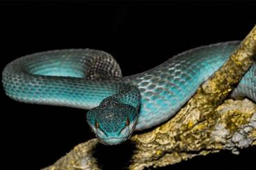 Venomous snakes kaufen und verkaufen Photo: Trimeresurus insularis, Insel-Lanzenotter