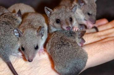 Exotic mammals kaufen und verkaufen Photo: Short tailed opossum Monodelphis domestica