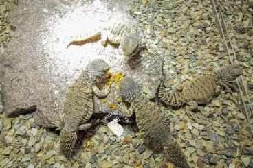 Lizards kaufen und verkaufen Photo: Uromastyx nigriventris DNZ2024