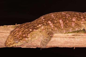 Geckos kaufen und verkaufen Foto: LEACHIANUS - Pure locales