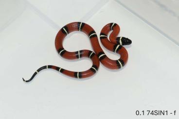 Schlangen kaufen und verkaufen Foto: Lampropeltis triangulum sinaloe 