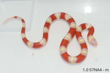 Schlangen kaufen und verkaufen Foto: Lampropeltis t. nelsoni ALBINO