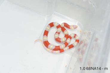 Schlangen kaufen und verkaufen Foto: Lampropeltis t. nelsoni ALBINO