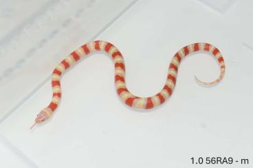 Schlangen kaufen und verkaufen Foto: Lampropeltis ruthveni "ALBINO"