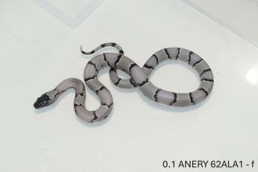 Schlangen kaufen und verkaufen Foto: Lampropeltis alterna "ANERY" and 66% hets