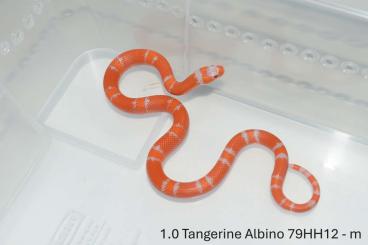 Schlangen kaufen und verkaufen Foto: Lampropeltis t. hondurensis