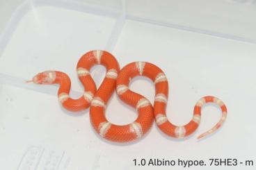 Schlangen kaufen und verkaufen Foto: L. t. nelsoni T+hypoe. and Albino hypoe.