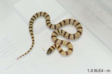 Schlangen kaufen und verkaufen Foto: Lampropeltis leonis mix of colors