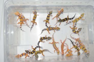 Lizards kaufen und verkaufen Photo: Leopard geckos WHOLESALE! Hamm row 18
