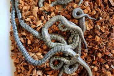 Pythons kaufen und verkaufen Foto: Looking for Timor python females