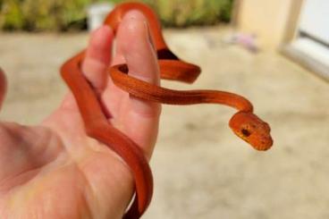 Schlangen kaufen und verkaufen Foto: Boa longicauda het zero Corallus hortulanus