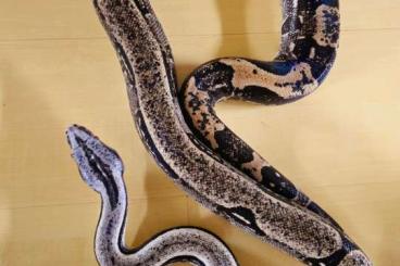 Boas kaufen und verkaufen Photo: Longicauda het zero, constrictor melanogaster Boas kaufen und verkaufen Photo: Longicauda het zero, constrictor melanogaster