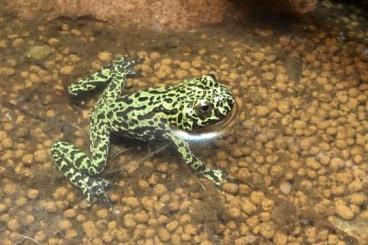 Frösche  kaufen und verkaufen Foto: Rotbauchunken mit oder ohne Terrarium 