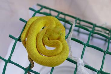 Giftschlangen kaufen und verkaufen Foto: Some pitvipers available    