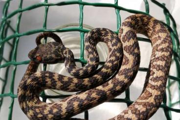 Venomous snakes kaufen und verkaufen Photo: Pitvipers offer for Expos