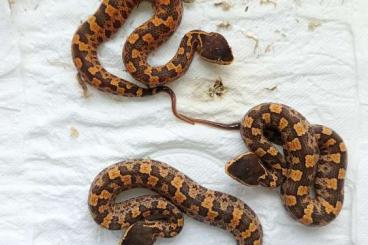 Venomous snakes kaufen und verkaufen Photo: Pitvipers offer for Snakeday Houten