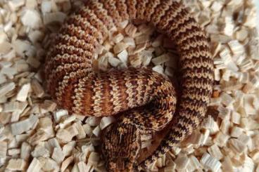 Venomous snakes kaufen und verkaufen Photo: Acantophis, Protobothrops, Bothriechis for Hamm