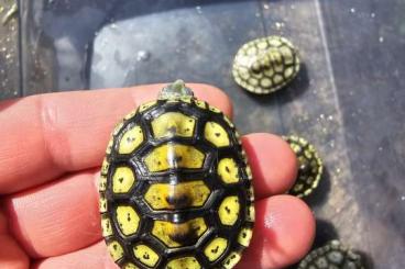 Sumpfschildkröten kaufen und verkaufen Foto: Biete 0.0.x Malaclemys terrapin macrospilota NZ 24