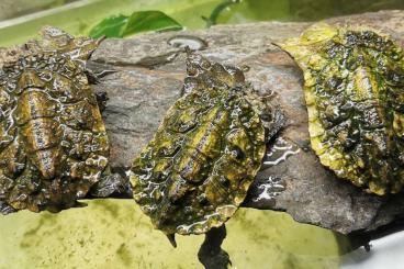 Schildkröten  kaufen und verkaufen Foto: Chelus fimbriata mata mata