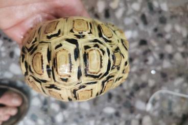 Schildkröten  kaufen und verkaufen Foto: Stigmochelys Pardalis white snow