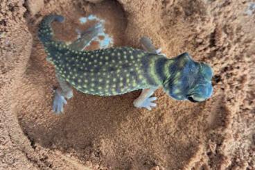 Geckos kaufen und verkaufen Foto: Nephrurus stellatus 1.2 ready to breed