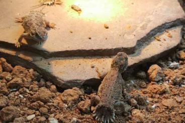 Agama kaufen und verkaufen Photo: Red Xenagama taylori cb2023