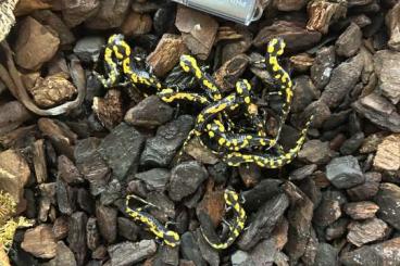 Salamander kaufen und verkaufen Foto: Salamandra algira tingitana „Süd“ 