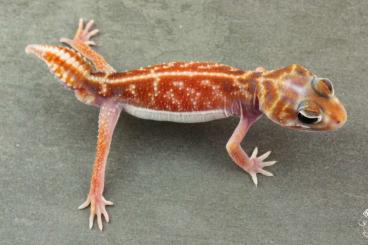Geckos kaufen und verkaufen Foto: Nephrurus vertebralis              