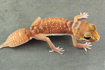Geckos kaufen und verkaufen Foto: Nephrurus levis levis      