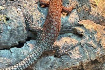 Monitor lizards kaufen und verkaufen Photo: Varanus                           