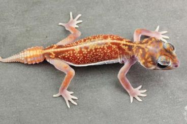 Geckos kaufen und verkaufen Photo: Nephrurus vertebralis              