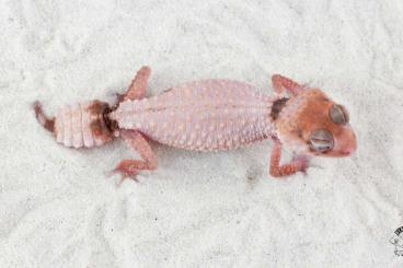 Geckos kaufen und verkaufen Foto: Nephrurus cinctus              