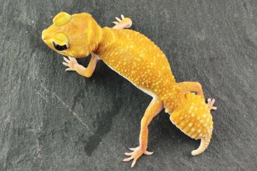 Geckos kaufen und verkaufen Foto: Nephrurus levis levis      