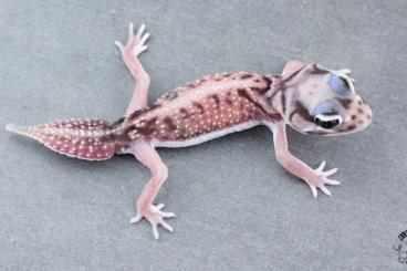 Geckos kaufen und verkaufen Foto: Nephrurus                 