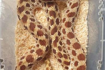 Schlangen kaufen und verkaufen Foto: Heterodon nasicus Hakennasennatter 